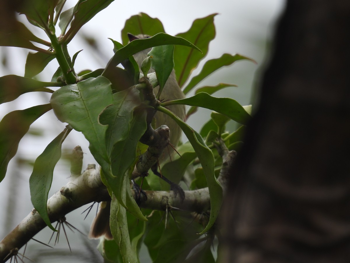 Northern Mouse-colored Tyrannulet - Tanya Rubi Villalba