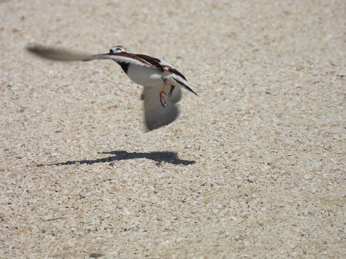 Ruddy Turnstone - ML619354330