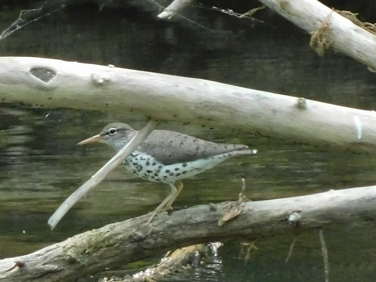 Spotted Sandpiper - ML619354359
