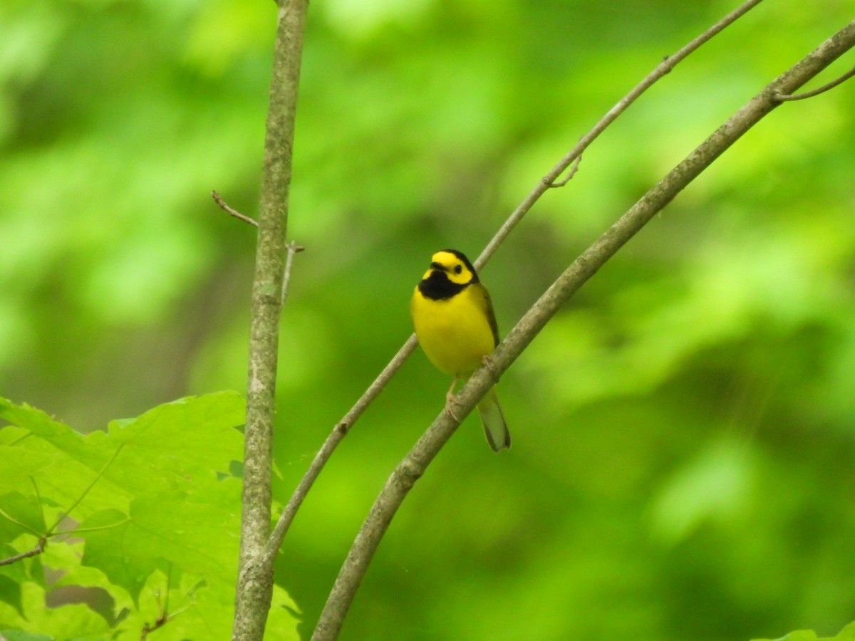 Hooded Warbler - Jerry Hampton