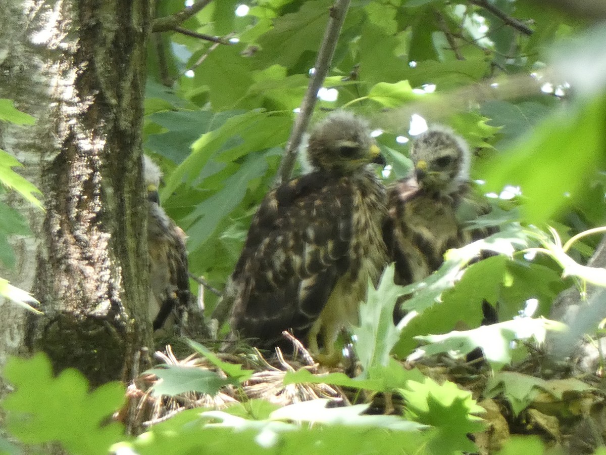 Red-shouldered Hawk - Sally Knight