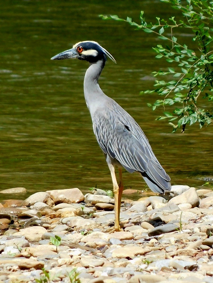 Yellow-crowned Night Heron - ML619354371