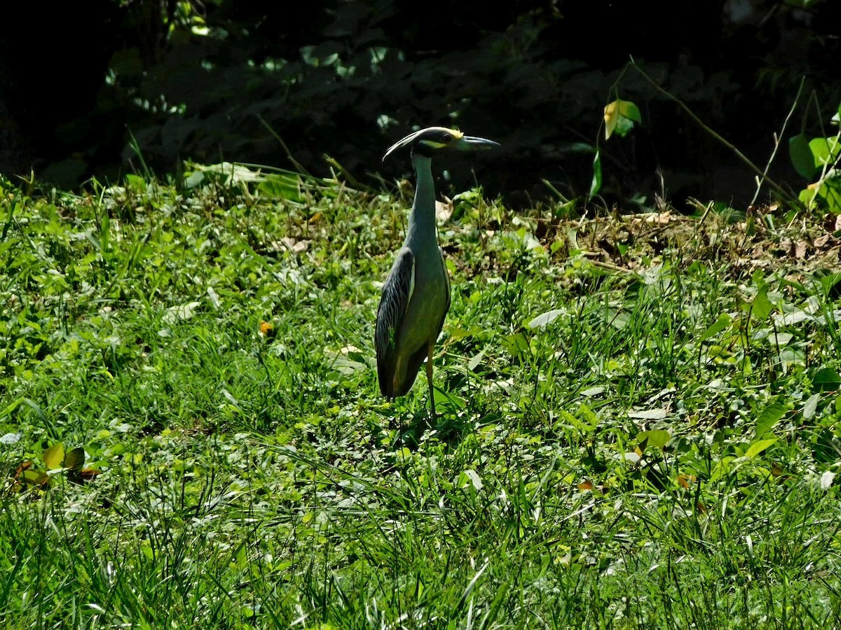 Yellow-crowned Night Heron - ML619354372