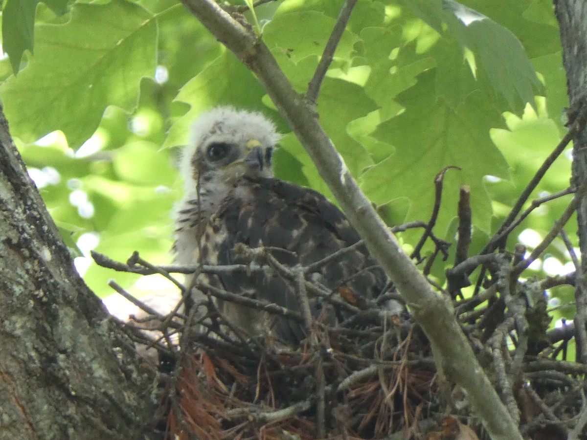 Red-shouldered Hawk - Sally Knight