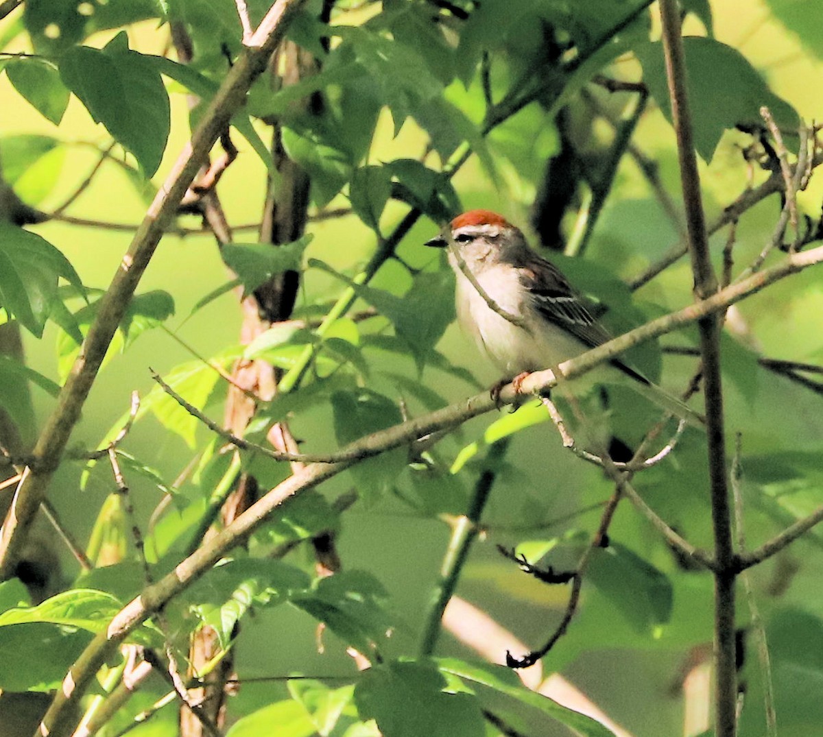 Chipping Sparrow - DICK GRUBB