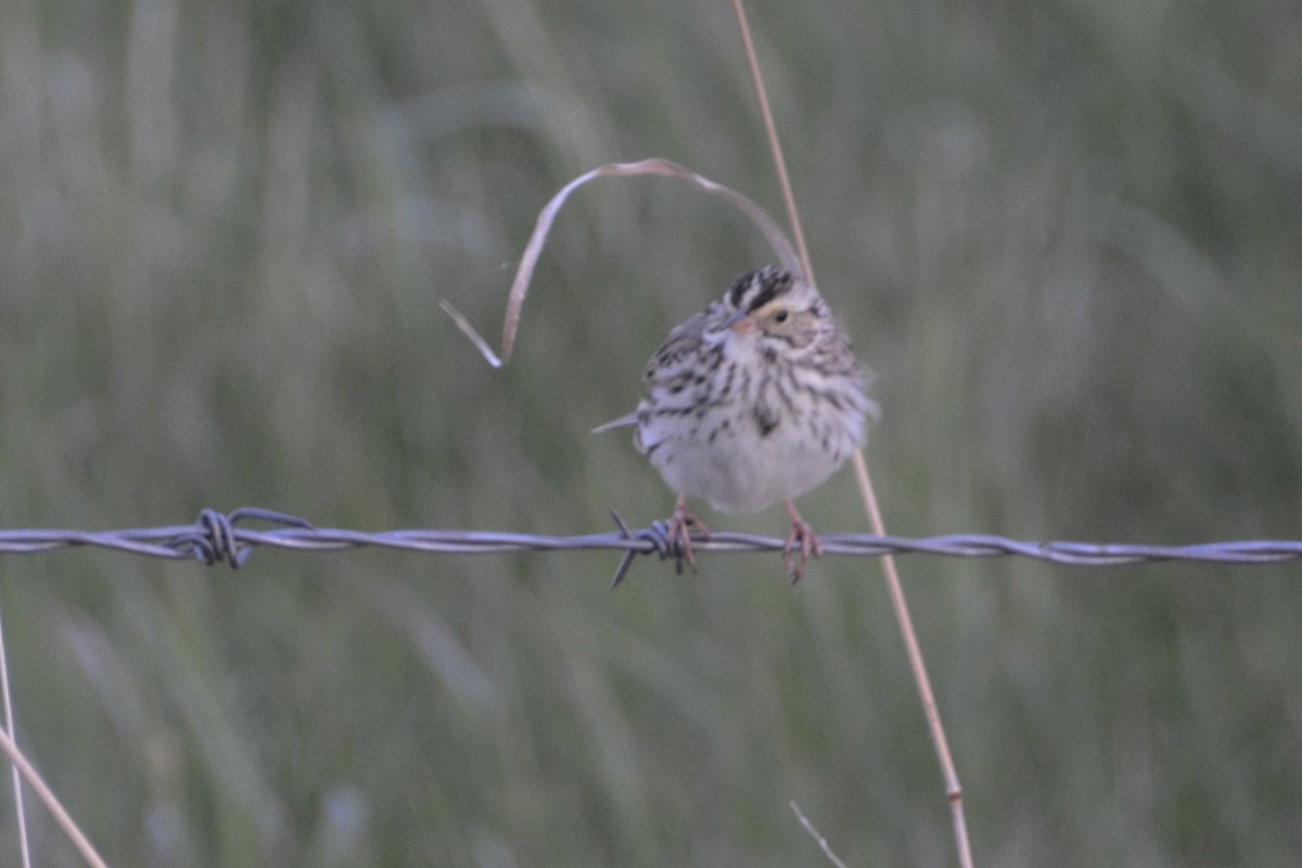 Savannah Sparrow - Larry Halverson