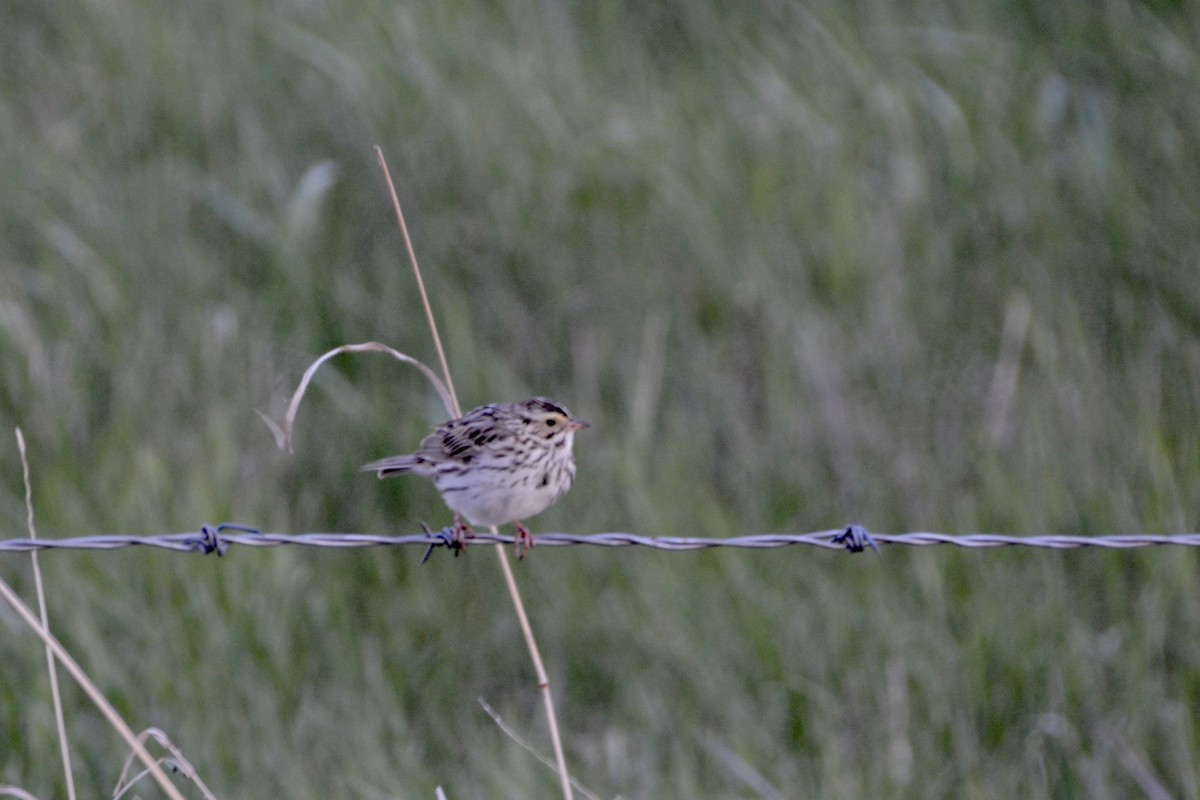 Savannah Sparrow - Larry Halverson