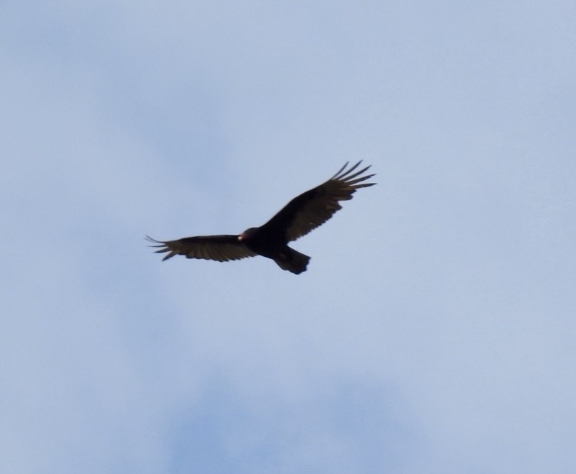 Turkey Vulture - ML619354395