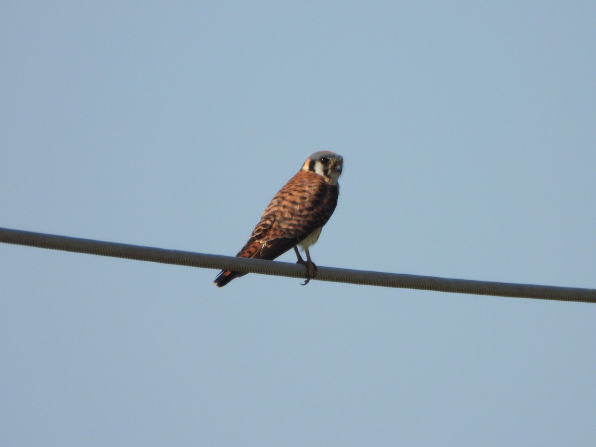 American Kestrel - Stephanie Hornbuckle