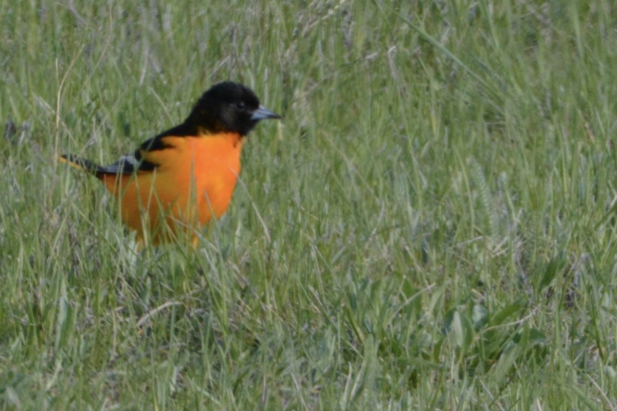 Baltimore Oriole - Larry Halverson