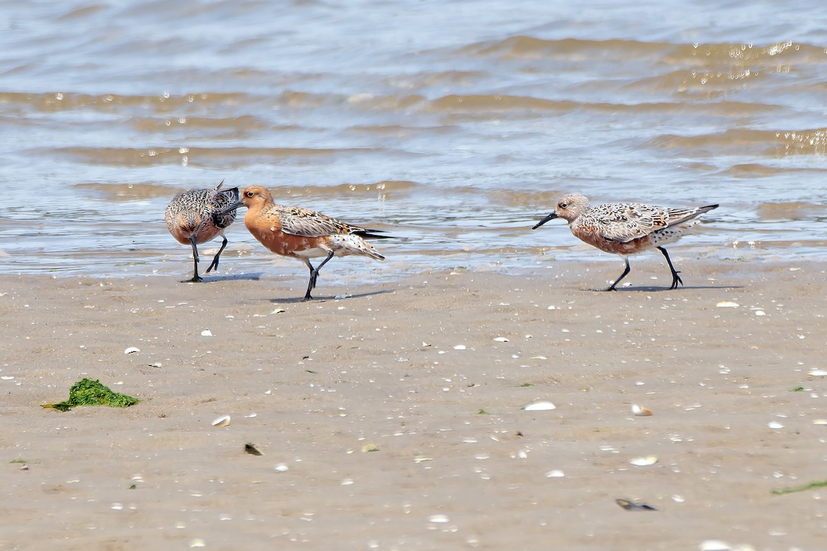 Red Knot - Daniel López-Velasco | Ornis Birding Expeditions