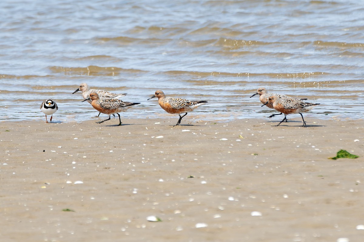 Red Knot - Daniel López-Velasco | Ornis Birding Expeditions