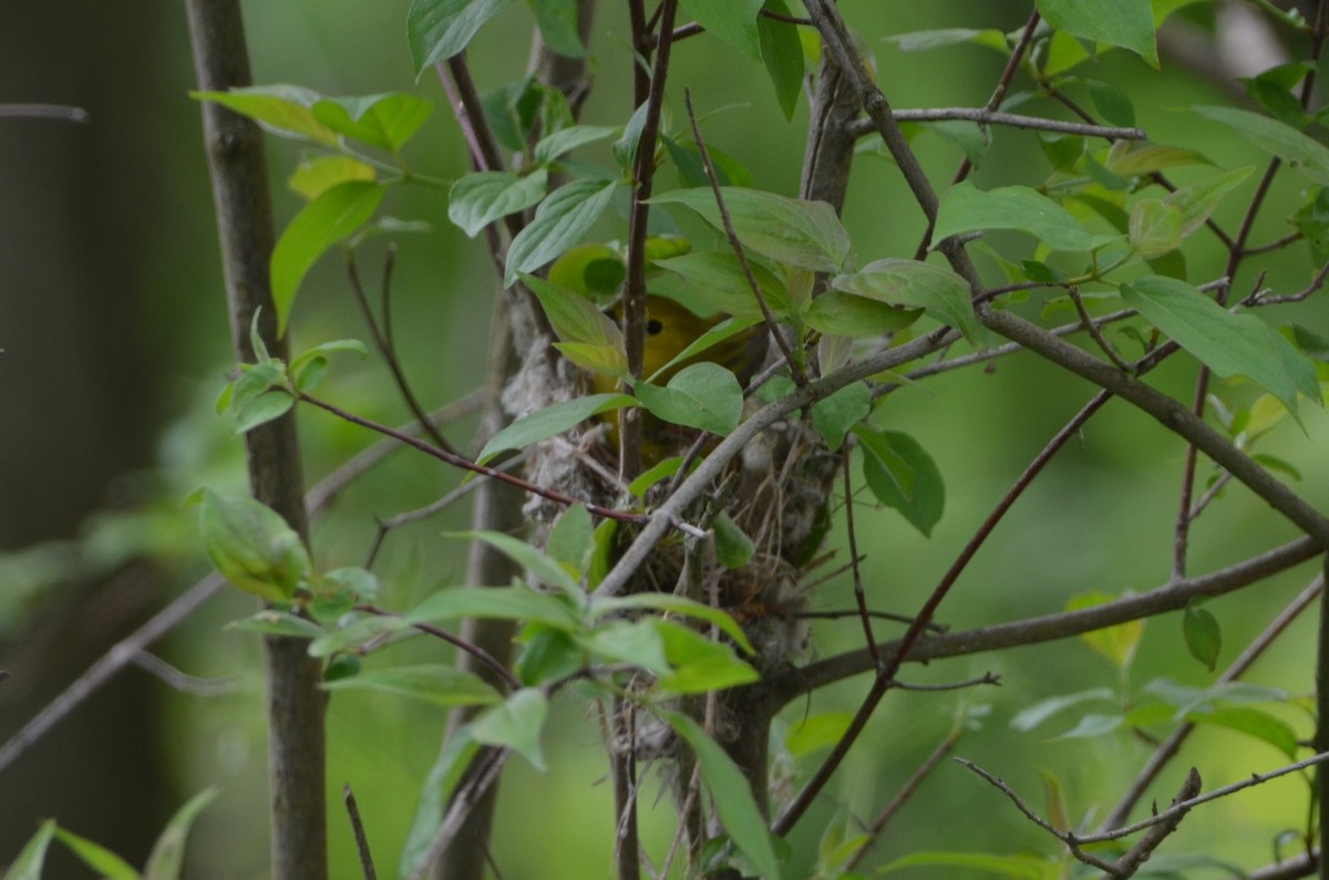 Yellow Warbler - ML619354431