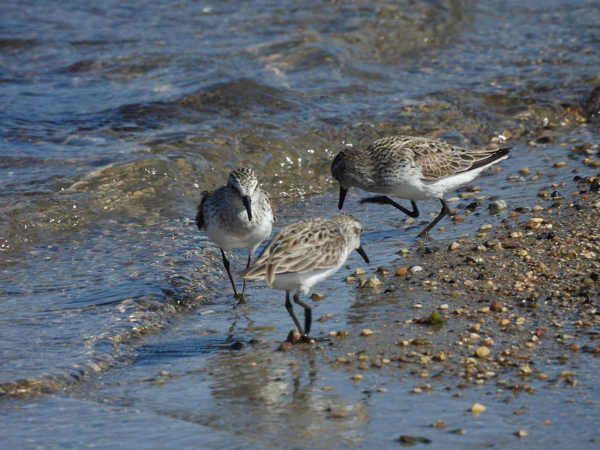 Baird's Sandpiper - Clayton Will