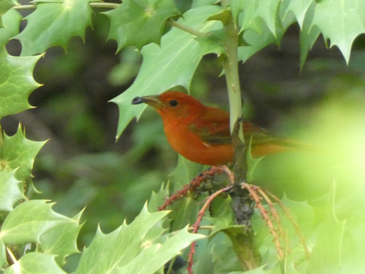 Summer Tanager - Sally Knight