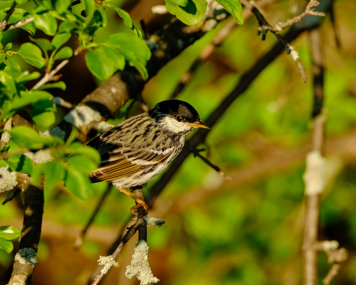 Blackpoll Warbler - Kevin Verreault