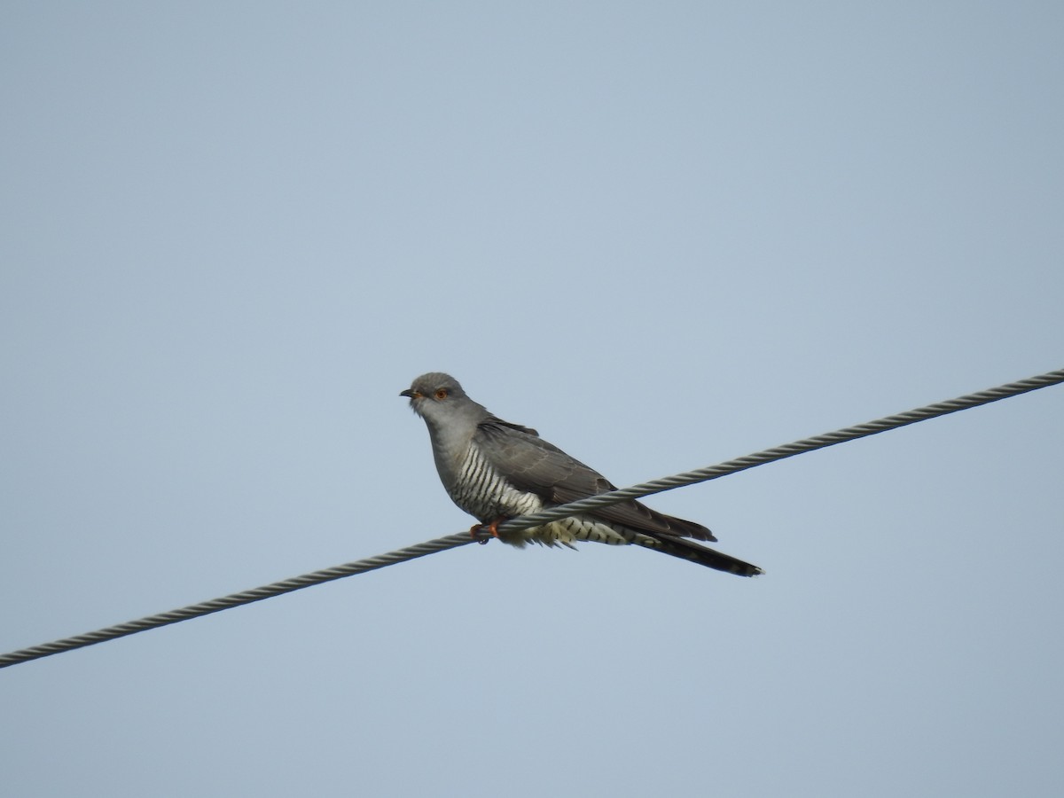 Common Cuckoo - ML619354466