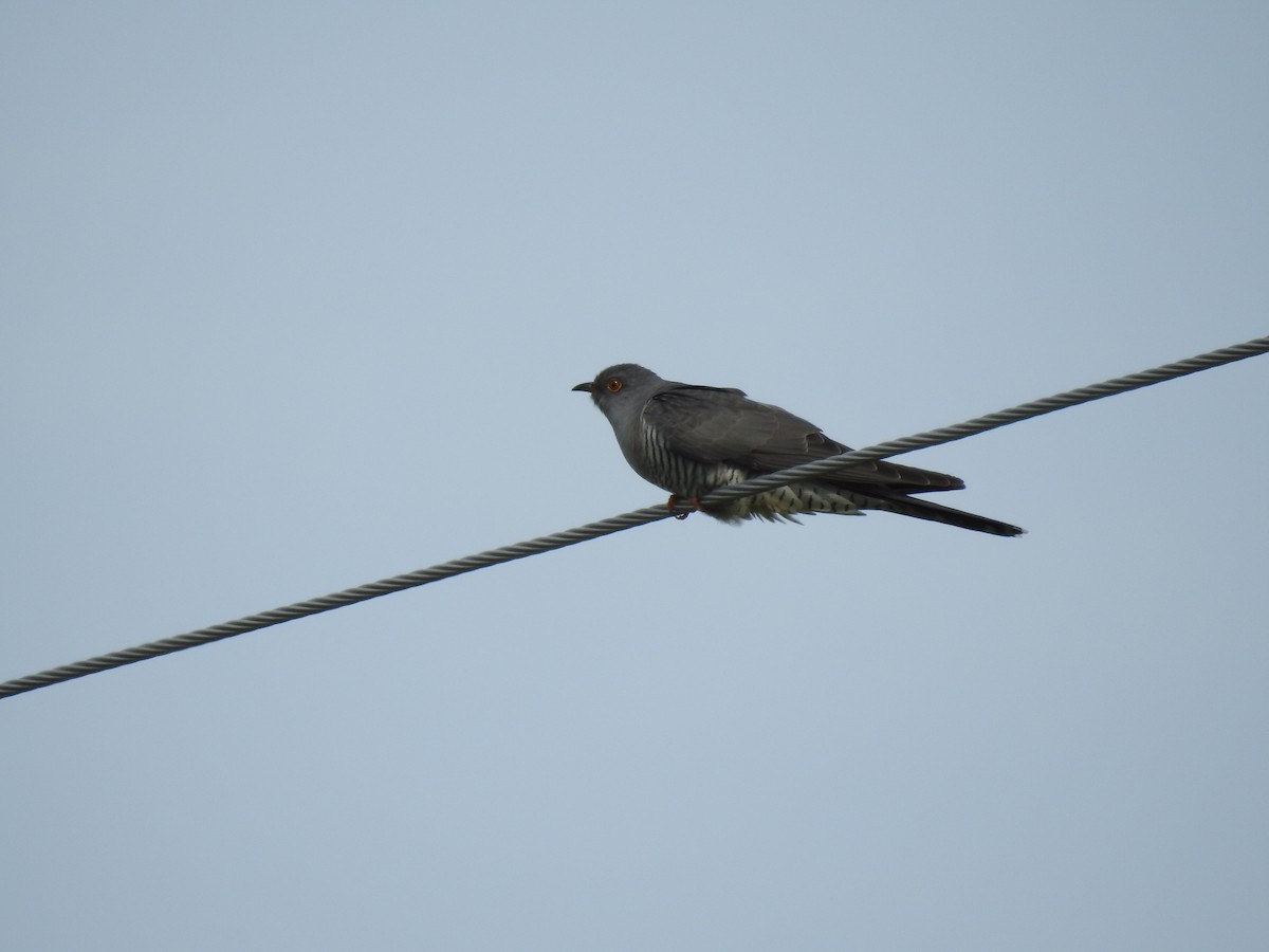 Common Cuckoo - ML619354467