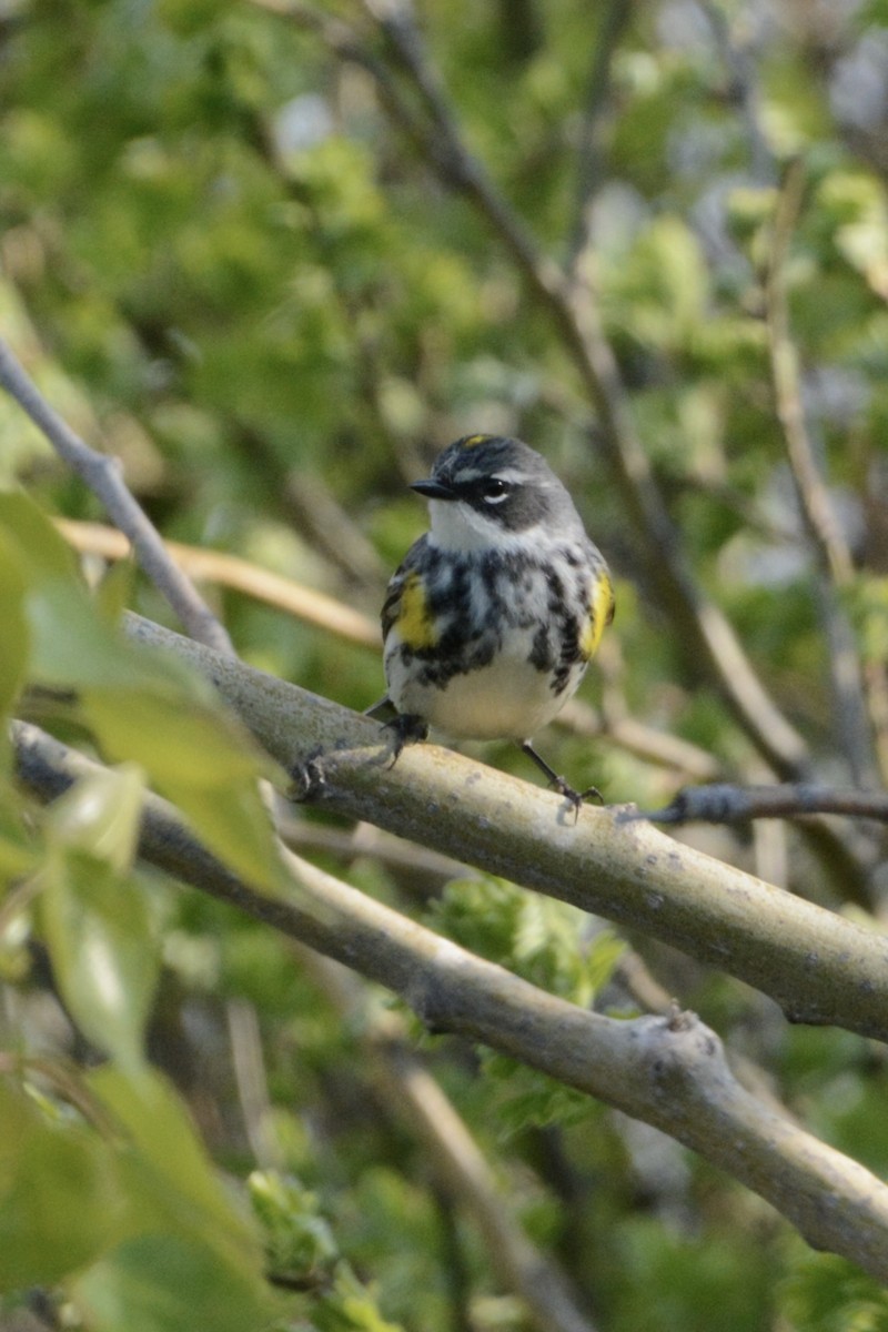 Yellow-rumped Warbler (Myrtle) - Larry Halverson