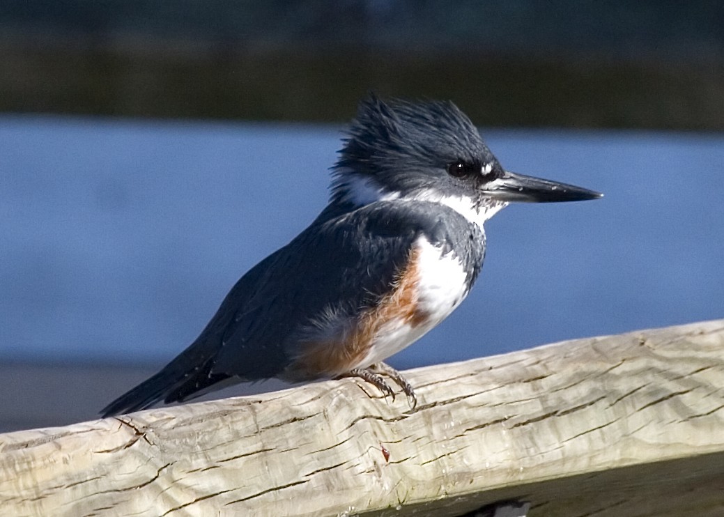 Belted Kingfisher - ML619354490