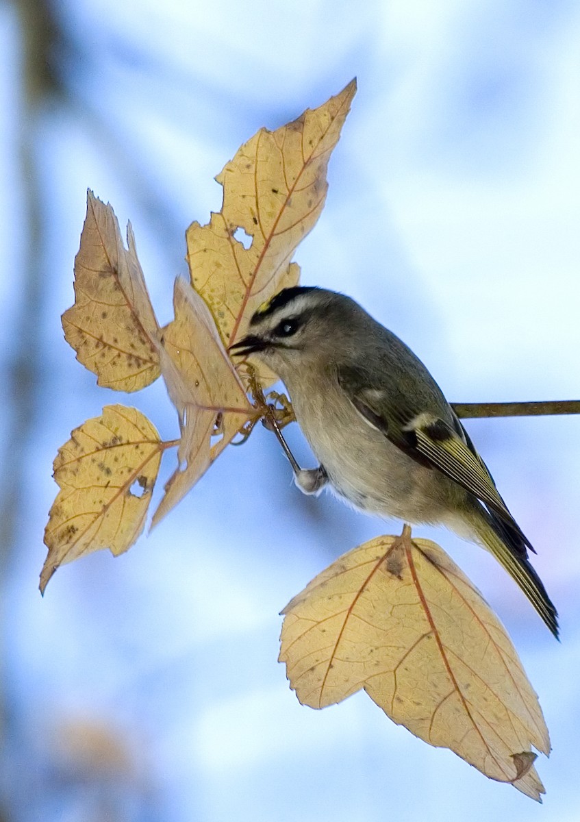 Golden-crowned Kinglet - ML619354492