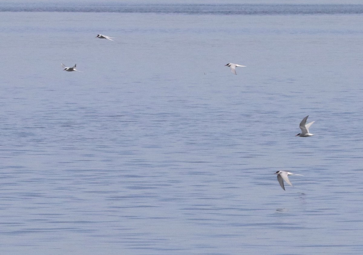 Arctic Tern - Aaron Hywarren