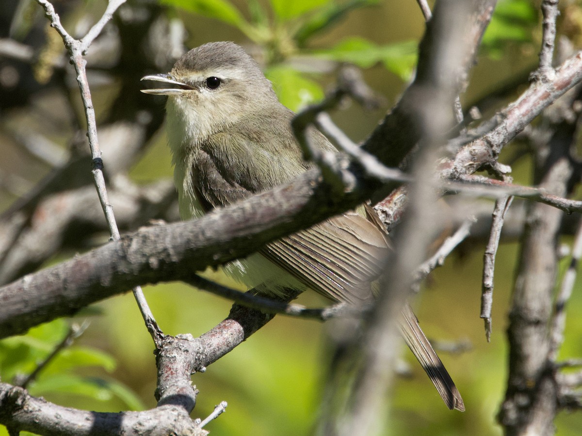 Warbling Vireo - ML619354501