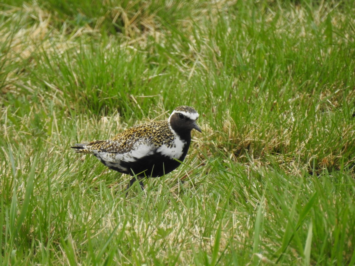 European Golden-Plover - Nina Dehnhard