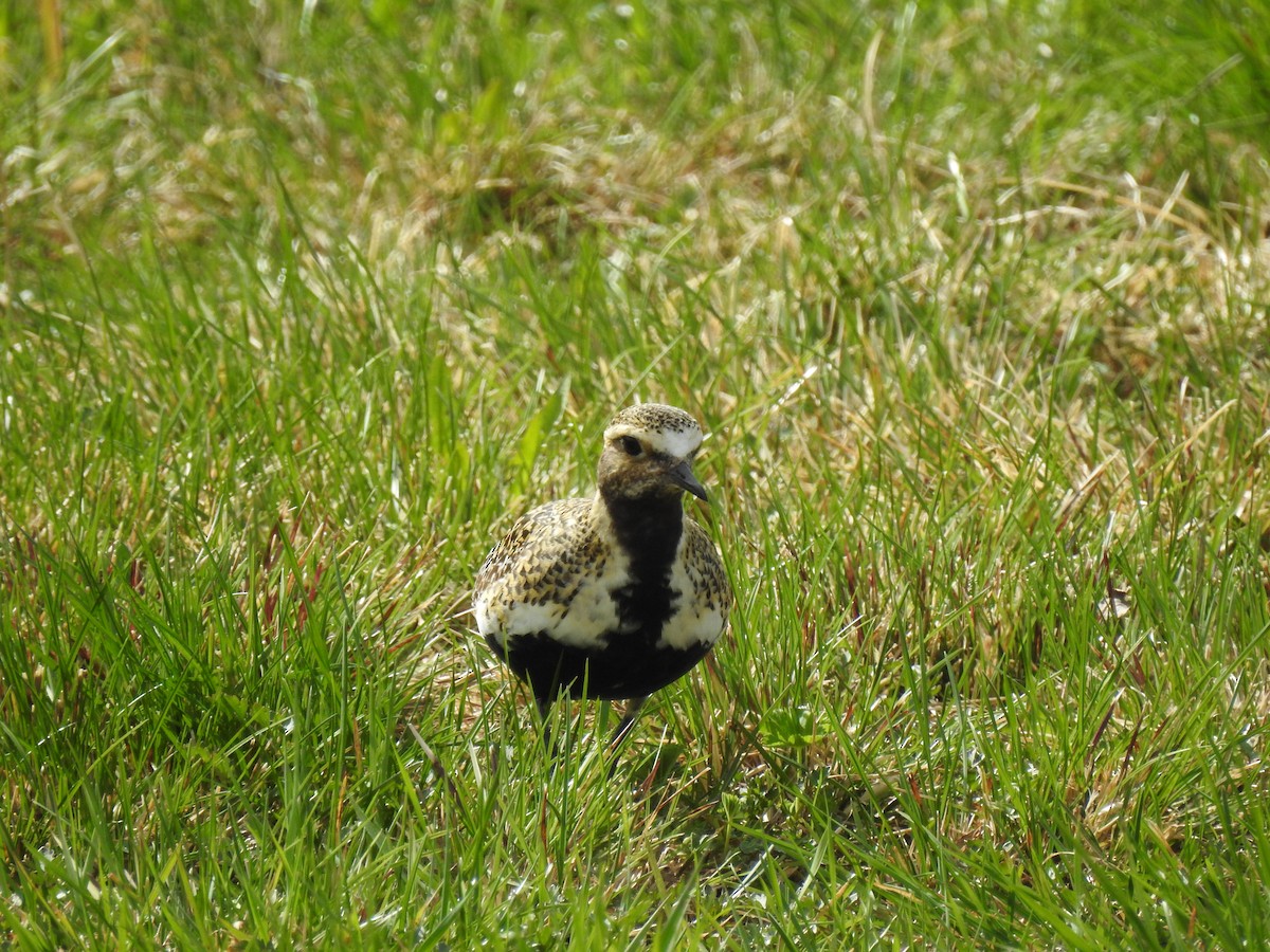 European Golden-Plover - Nina Dehnhard