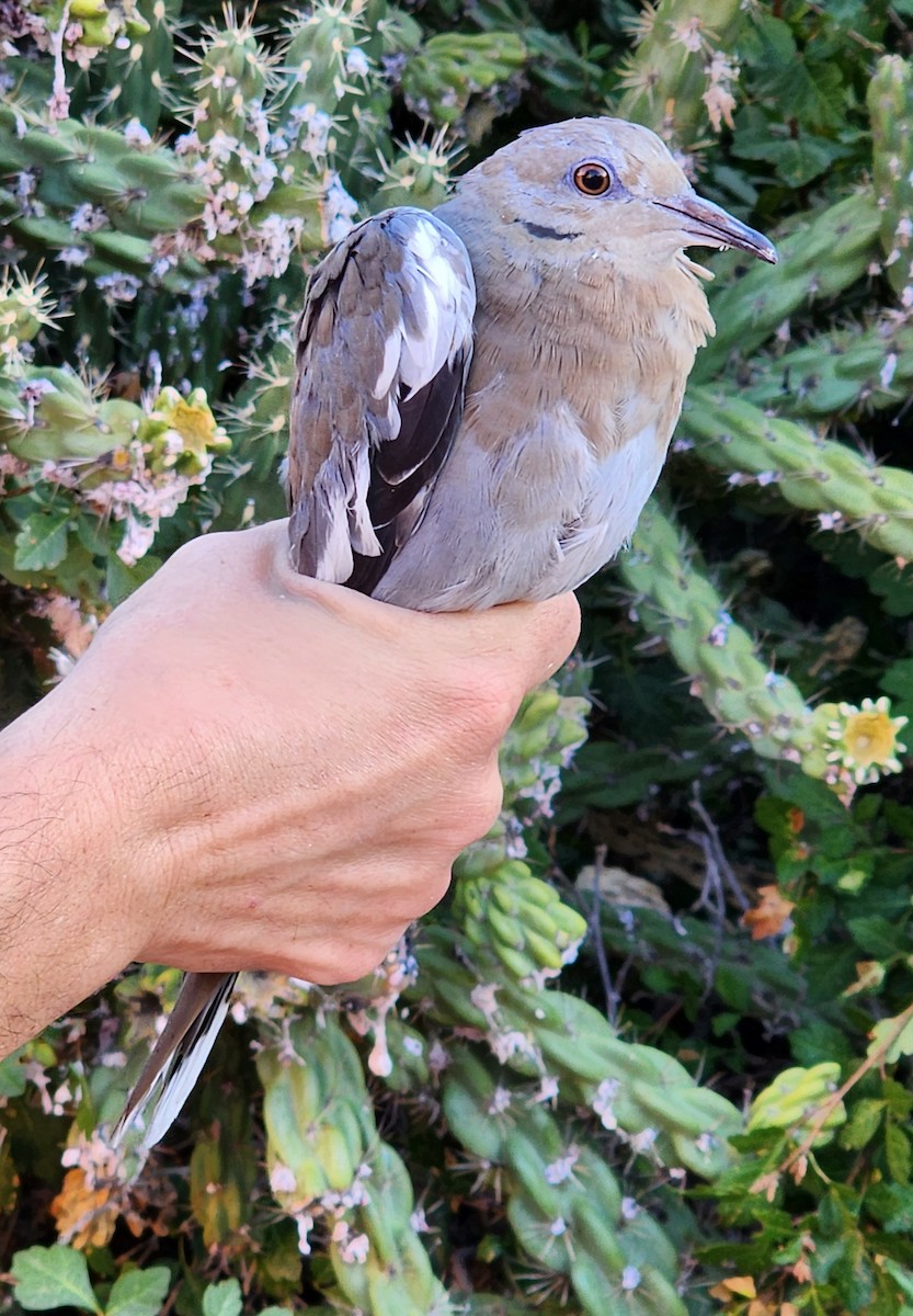 White-winged Dove - Nancy Cox