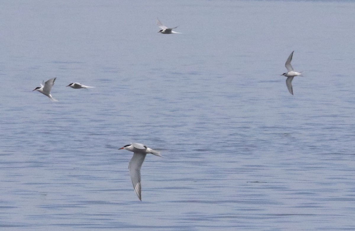 Common Tern - ML619354509