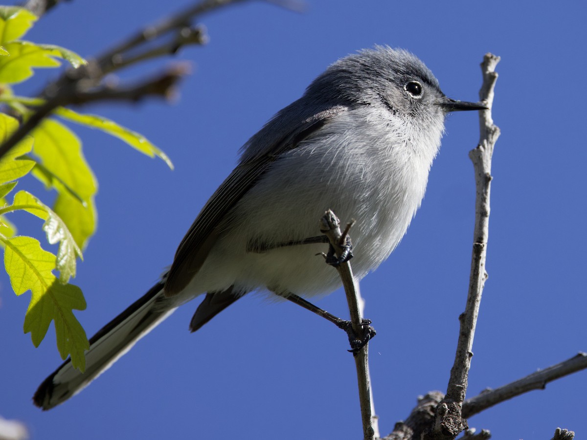 Blue-gray Gnatcatcher - Dave Prentice