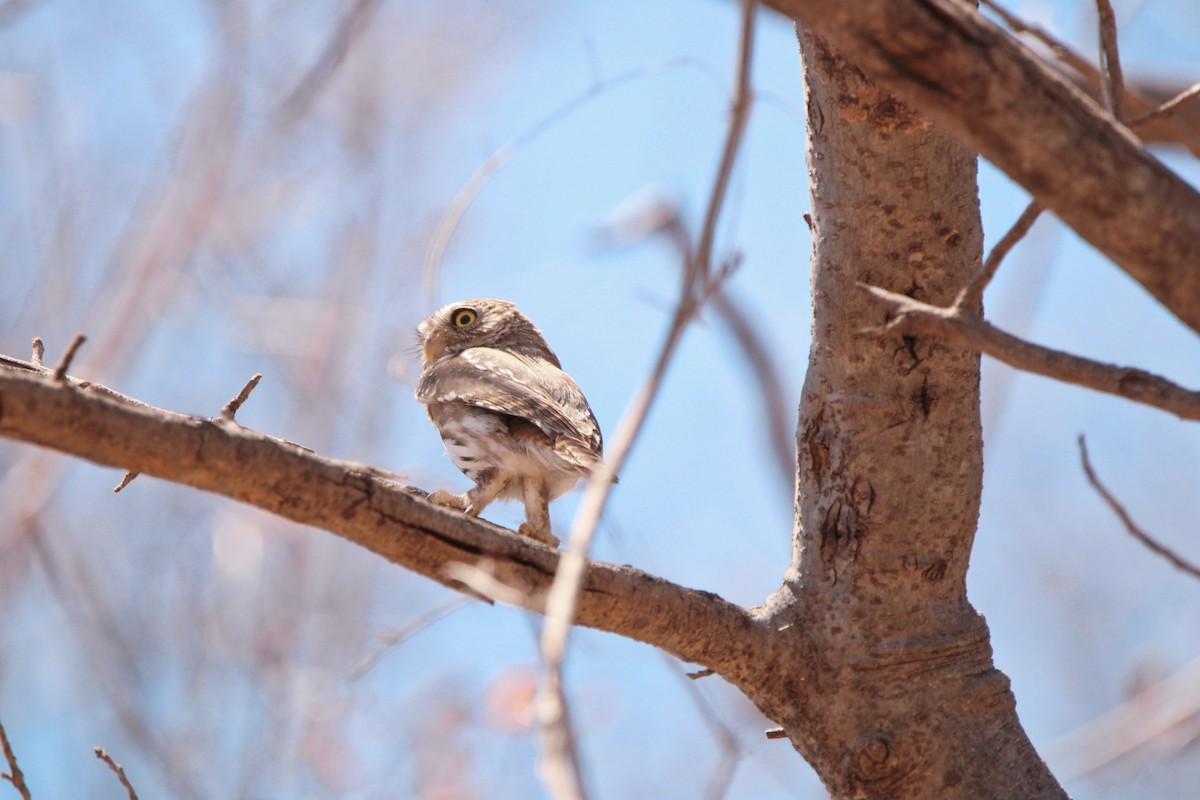 Ferruginous Pygmy-Owl - Alexandra Edwards