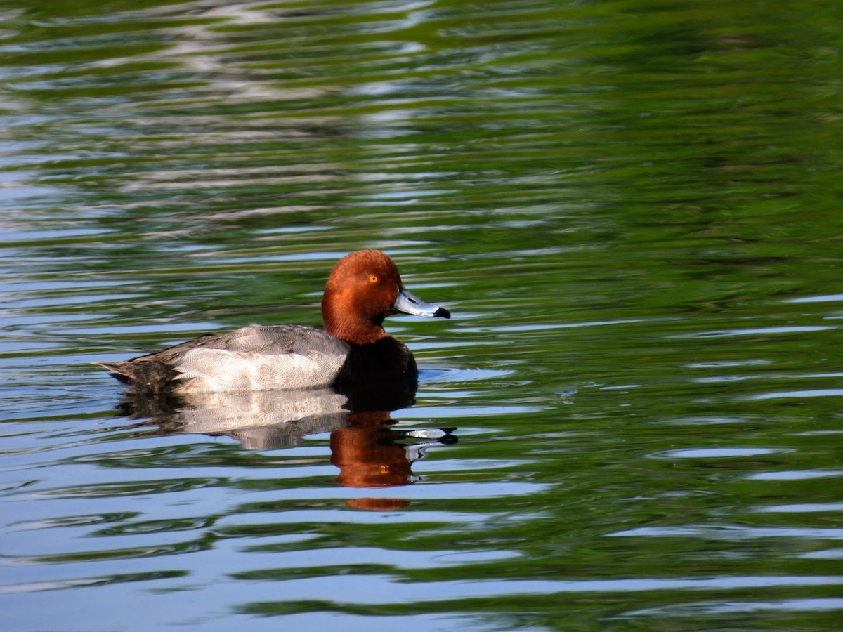 Redhead - ML619354522