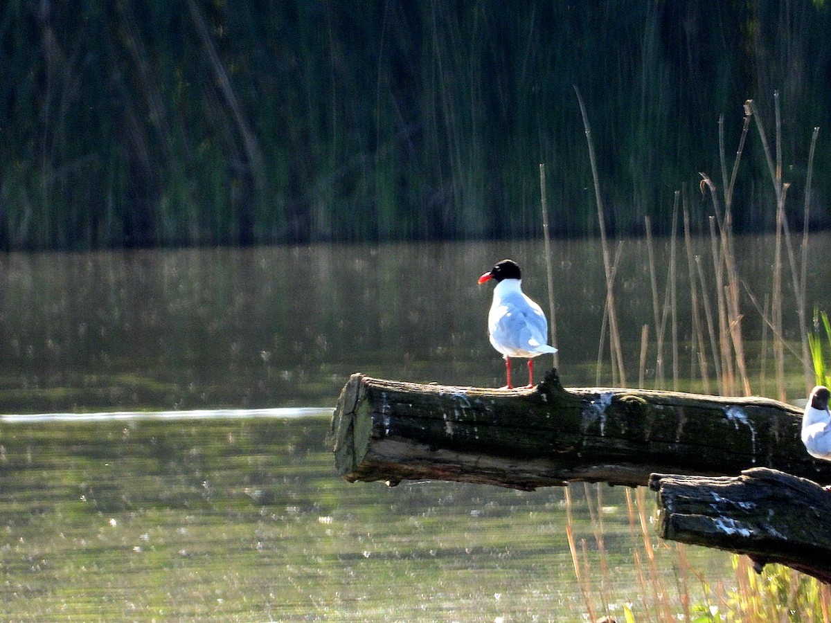 Gaviota Cabecinegra - ML619354523