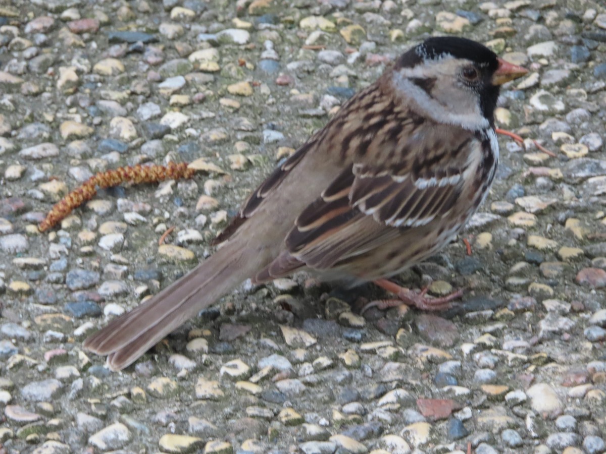 Harris's Sparrow - Rudolf Koes