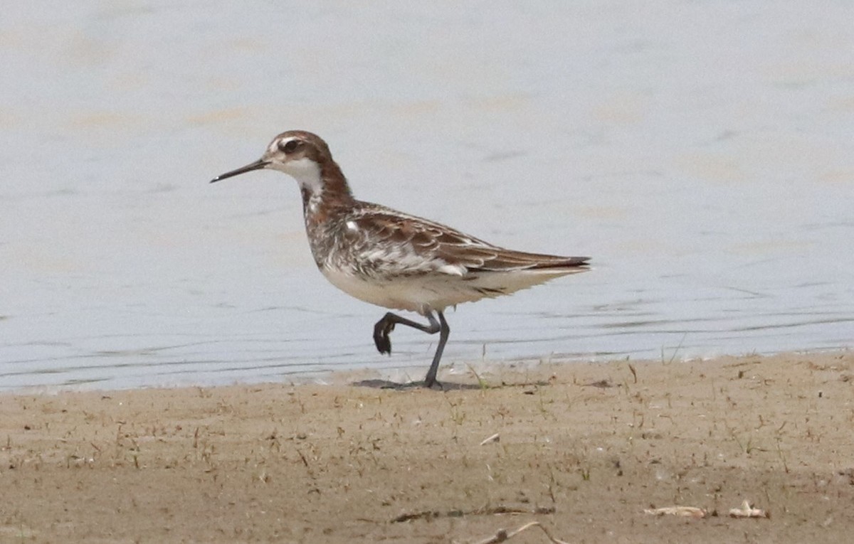 Red-necked Phalarope - Aaron Hywarren