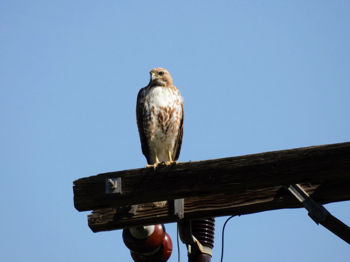 Red-tailed Hawk - patricia kuzma sell