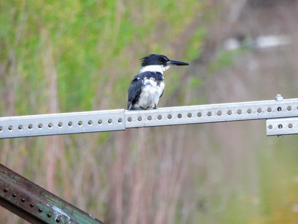 Belted Kingfisher - patricia kuzma sell