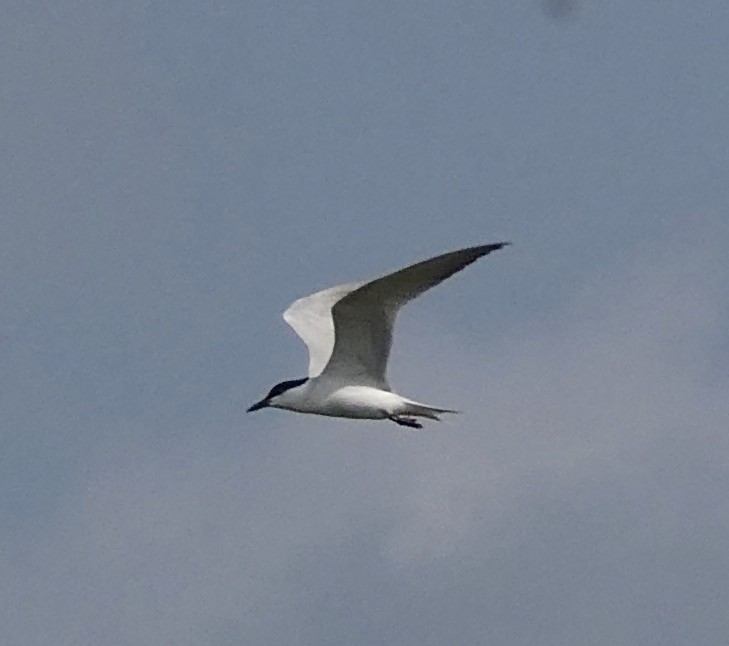 Gull-billed Tern - ML619354598