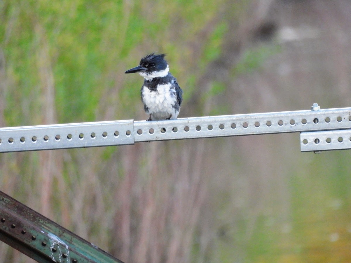 Belted Kingfisher - patricia kuzma sell