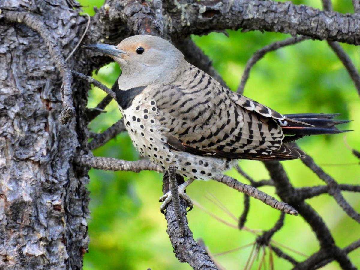 Northern Flicker (Red-shafted) - patricia kuzma sell