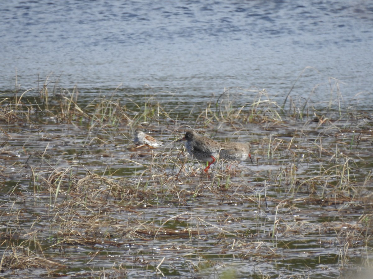 Dunlin - Nina Dehnhard