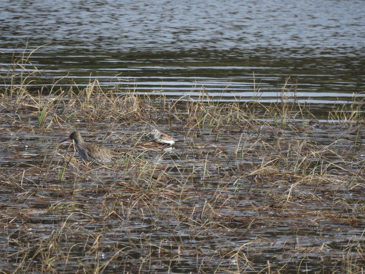 Dunlin - Nina Dehnhard