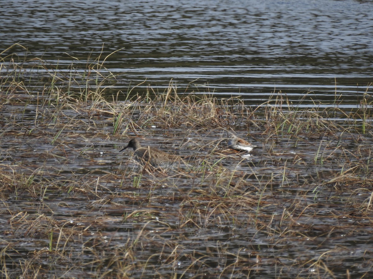 Common Redshank - ML619354684