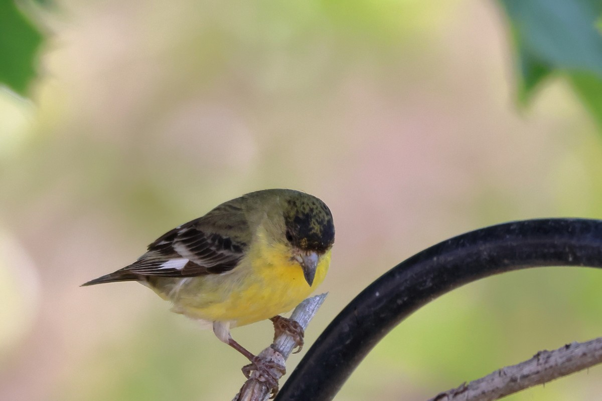 Lesser Goldfinch - James Cummins