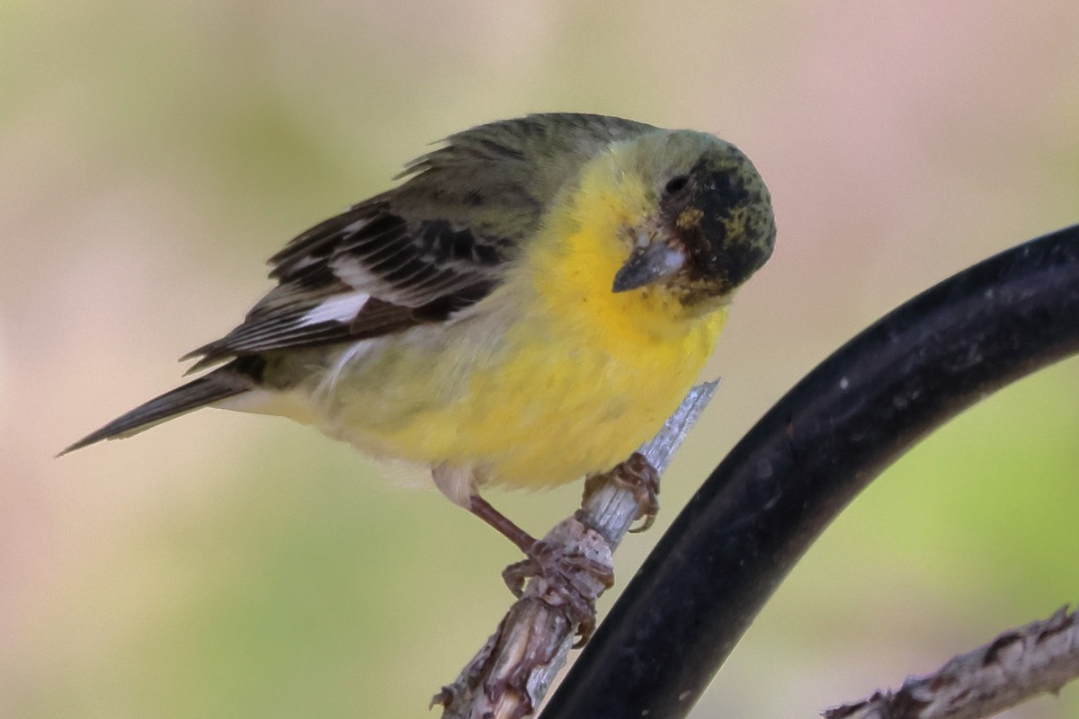 Lesser Goldfinch - James Cummins