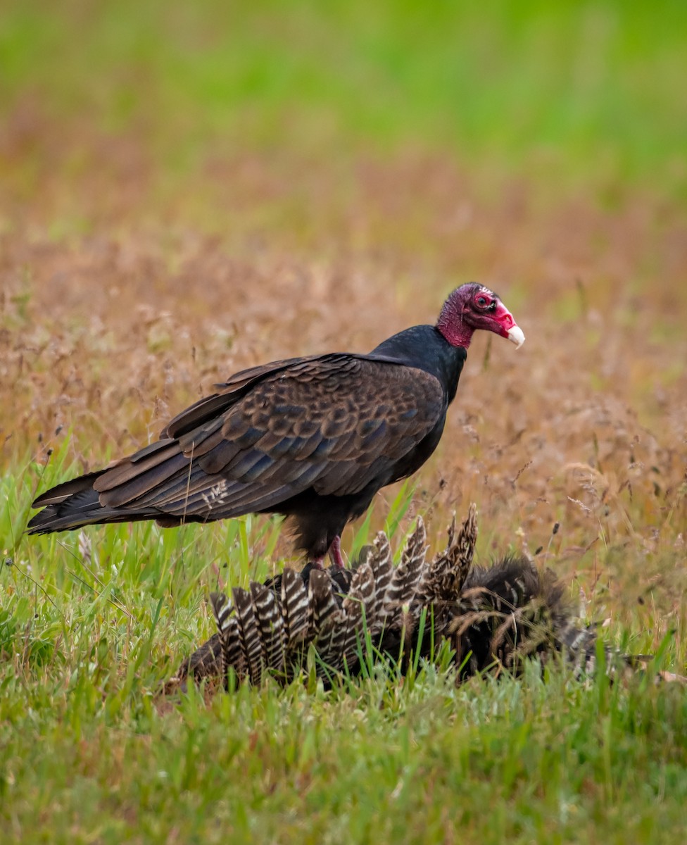 Turkey Vulture - Andrew Thomas 🦅🪶