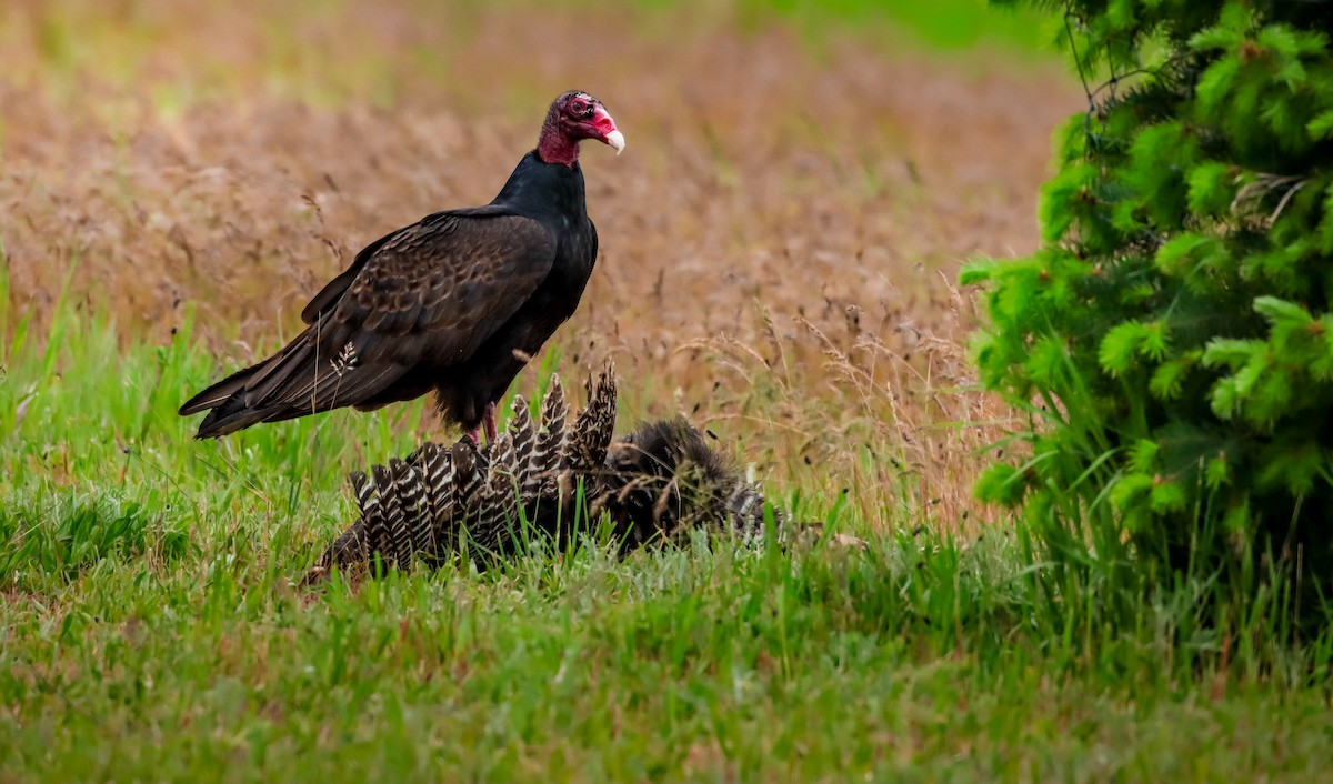 Turkey Vulture - Andrew Thomas 🦅🪶