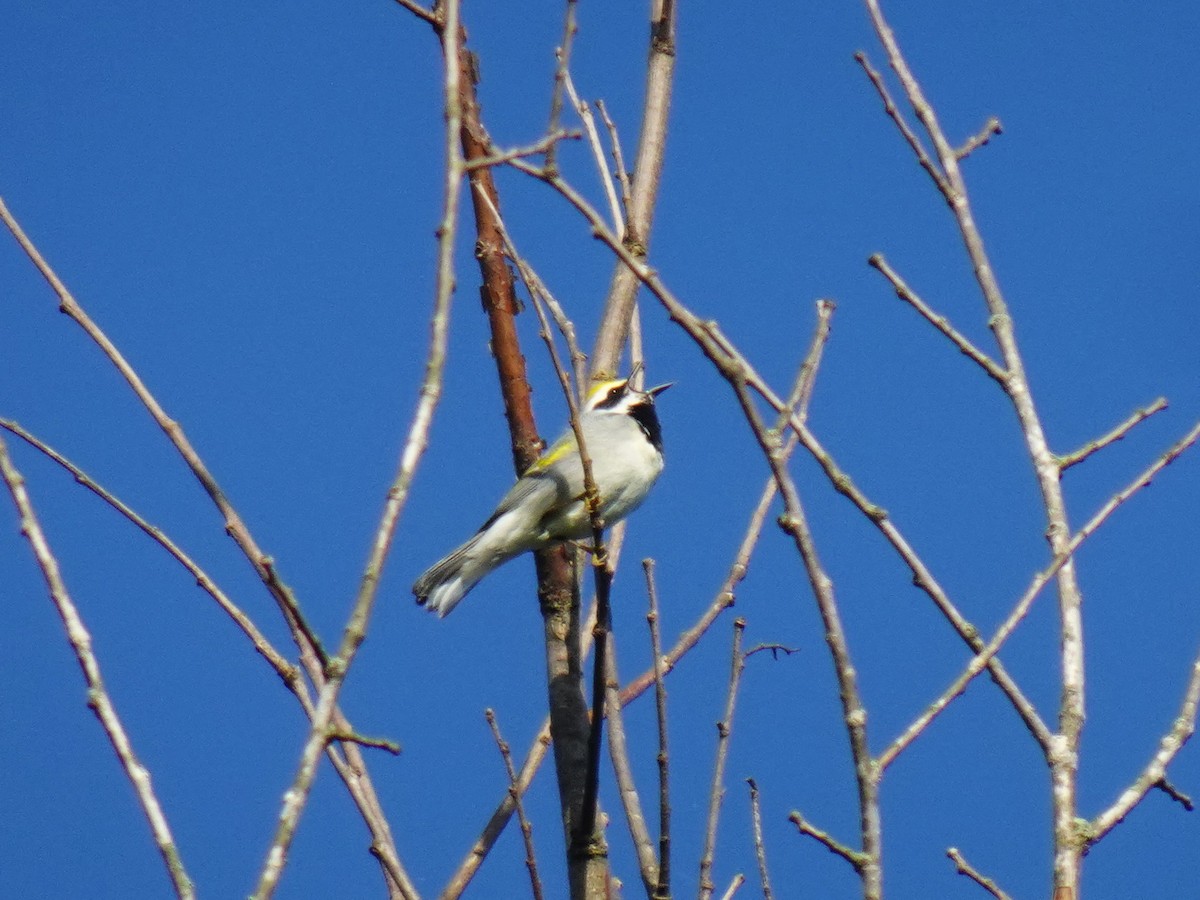 Golden-winged Warbler - ML619354701